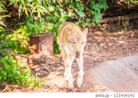 Gray wolf in forest on the green grass. The wolf, Canis lupus Gray wolf in forest on the green grass. The wolf, Canis lupus 121439143