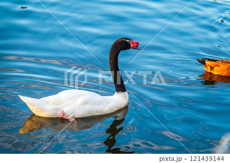 The black-necked swan, Cygnus melancoryphus, is a swan that is the largest waterfowl native to South America. The body plumage is white with a black neck and head and greyish bill 121439144