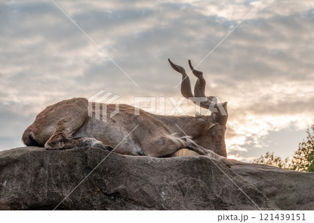 Close-up portrait of Markhor, Capra falconeri, wild goat native to Central Asia, Karakoram and the Himalayas 121439151