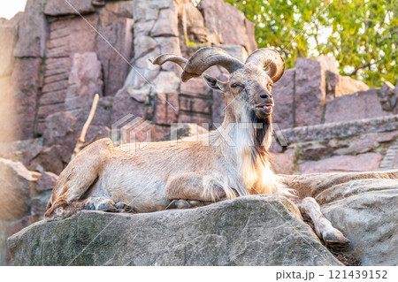 Close-up portrait of Markhor, Capra falconeri, wild goat native to Central Asia, Karakoram and the Himalayas 121439152