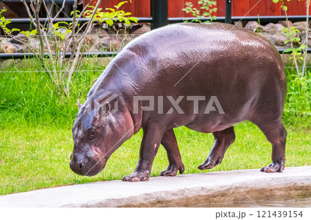 Fat hippo with shiny skin and small ears while eating the grass Fat hippo with shiny skin and small ears while eating the grass 121439154