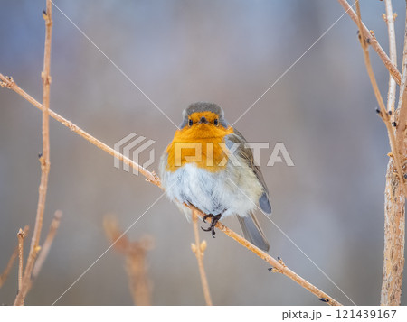 Cute bird the European Robin, Erithacus rubecula. sitting on the tree branch in winter. 121439167