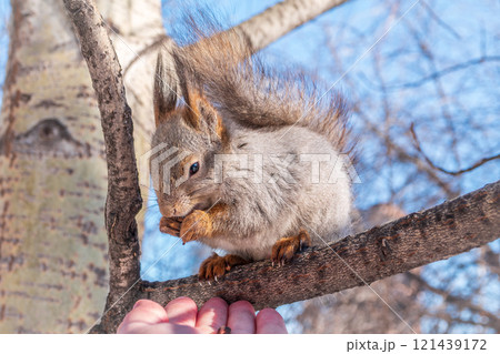 The squirrel with nut sits on tree in the winter or late autumn 121439172