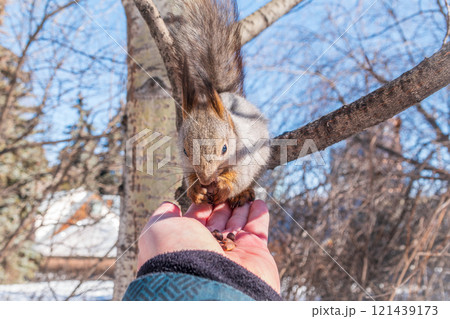 Squirrel eats nuts from a man's hand. Caring for animals in winter or autumn. 121439173