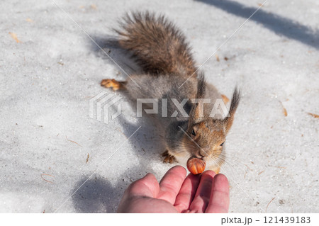 Squirrel eats nuts from a man's hand. Caring for animals in winter or autumn. 121439183