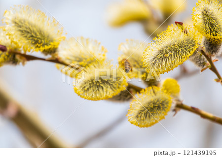 Nature awakes in spring. Blooming willow twigs and furry willow-catkins, so called seals or cats. Holly willow, Salix caprea Nature awakes in spring. Blooming willow twigs and furry willow-catkins, so called seals or cats. Holly willow, Salix caprea 121439195