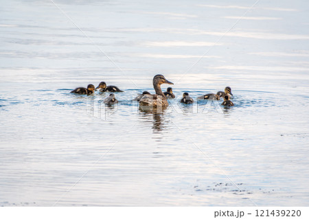 A family of ducks, a duck and its little ducklings are swimming in the water. The duck takes care of its newborn ducklings. Mallard, lat. Anas platyrhynchos 121439220