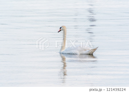 Graceful white Swan swimming in the lake, swans in the wild. Portrait of a white swan swimming on a lake. Graceful white Swan swimming in the lake, swans in the wild. Portrait of a white swan swimming on a lake. 121439224
