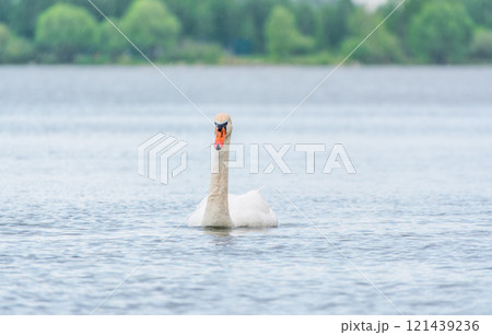Graceful white Swan swimming in the lake, swans in the wild. Portrait of a white swan swimming on a lake. Graceful white Swan swimming in the lake, swans in the wild. Portrait of a white swan swimming on a lake. 121439236