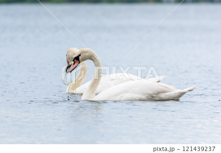 Two Graceful white Swans swimming in the lake, swans in the wild Two Graceful white Swans swimming in the lake, swans in the wild 121439237