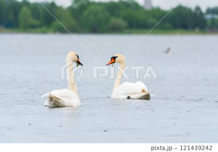 Two Graceful white Swans swimming in the lake, swans in the wild 121439242