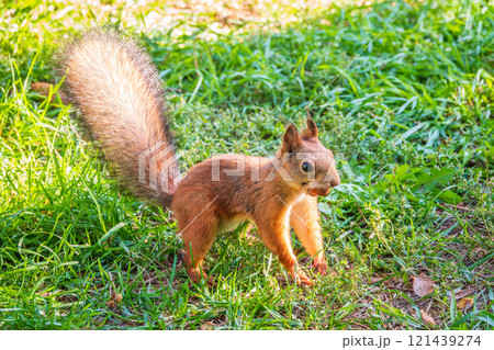 Autumn squirrel with nut sits on green grass with fallen yellow leaves 121439274