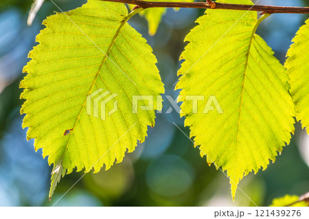 Sunlight shining through green leaves. Green leaves background 121439276