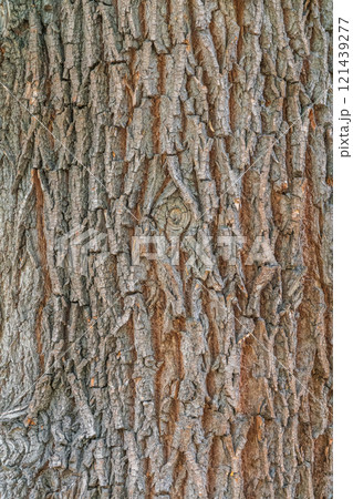 Bark texture and background of a old tree trunk. Detailed bark texture. Bark texture and background of a old tree trunk. Detailed bark texture. 121439277