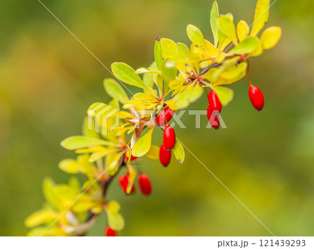 Branches of a barberry Bush with ripe red barberry berries 121439293