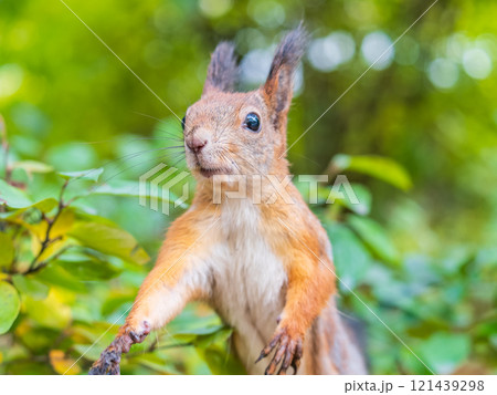 Autumn Squirrel standing on its hind legs on on green grass with fallen yellow leaves 121439298