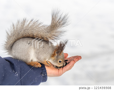 Squirrel eats nuts from a man's hand. Caring for animals in winter or autumn. Squirrel eats nuts from a man's hand. Caring for animals in winter or autumn. 121439308
