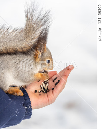 Squirrel eats nuts from a man's hand. Caring for animals in winter or autumn. Squirrel eats nuts from a man's hand. Caring for animals in winter or autumn. 121439309