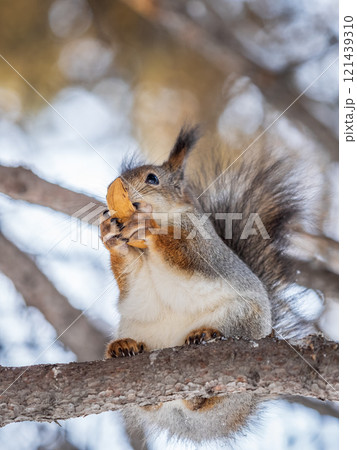 The squirrel with nut sits on tree in the winter or late autumn The squirrel with nut sits on tree in the winter or late autumn 121439310