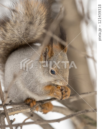 The squirrel with nut sits on tree in the winter or late autumn 121439318
