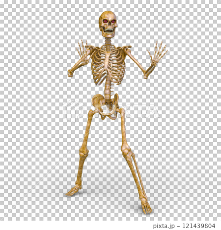 骸骨 骸骨 121439804