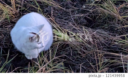 ねこ ねこ 121439958