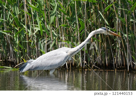 鷺 121440153