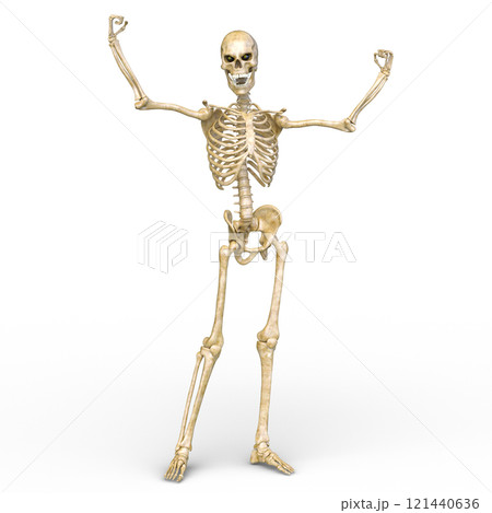 骸骨 骸骨 121440636