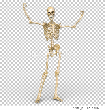 骸骨 骸骨 121440636