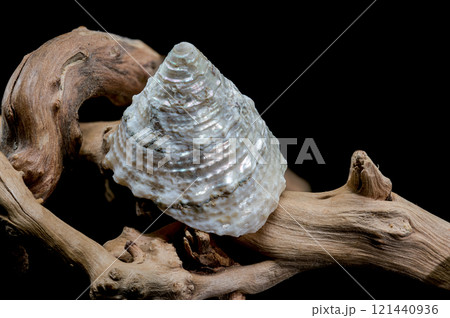 Textured Seashell on Driftwood with Dark Background Textured Seashell on Driftwood with Dark Background 121440936