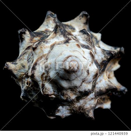 Spiny Vasum Seashell on Black Background 121440939