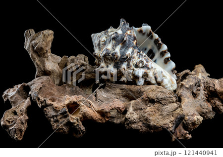 Spiked Vasum Seashell and Driftwood Composition 121440941