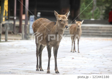 鹿・東大寺・南大門（奈良県・奈良市） 121441180