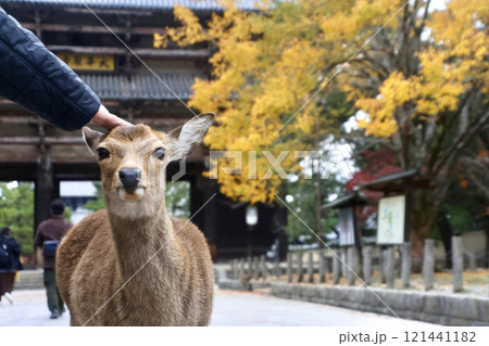 鹿・東大寺・南大門（奈良県・奈良市） 121441182