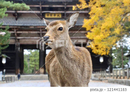 鹿・東大寺・南大門（奈良県・奈良市） 121441183