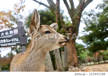 鹿・東大寺・南大門（奈良県・奈良市） 121441186