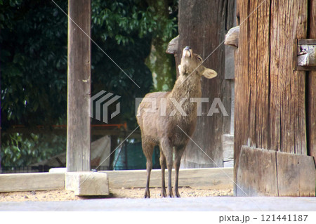 鹿・東大寺・南大門（奈良県・奈良市） 121441187