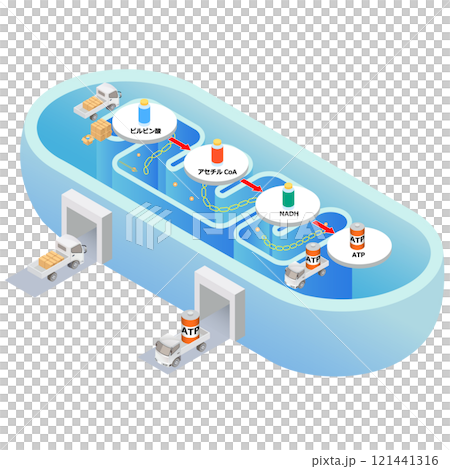 粒線體 ATP 產生機制 121441316