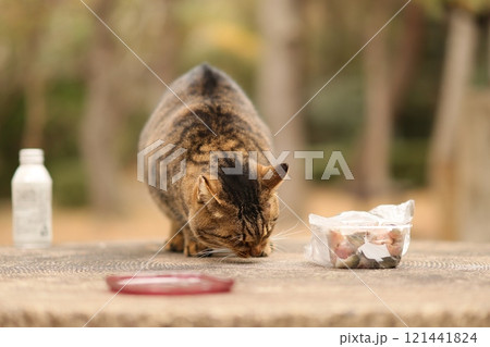 大神子海岸の猫 121441824