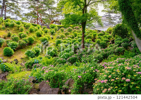 小田原城あじさい花菖蒲まつり 121442504