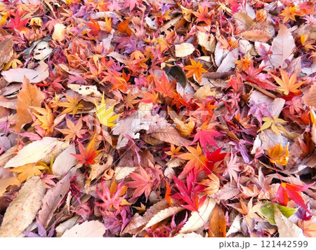 紅葉 紅葉 121442599