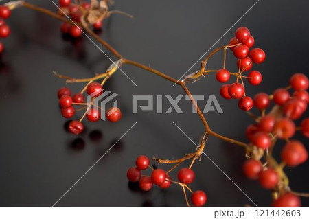 サルトリイバラの実 121442603