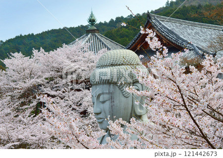 奈良県高取町 壺阪寺の大仏様と満開の桜 奈良県高取町 壺阪寺の大仏様と満開の桜 121442673