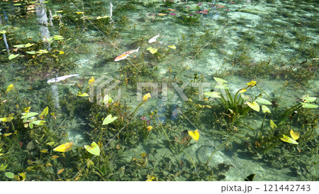 モネの池（名もなき池）岐阜県関市 121442743