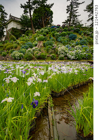 小田原城あじさい花菖蒲まつり 121442763