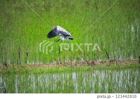 海老名の田園に飛翔するシラサギやアオサギたちの美しい姿 海老名の田園に飛翔するシラサギやアオサギたちの美しい姿 121442810