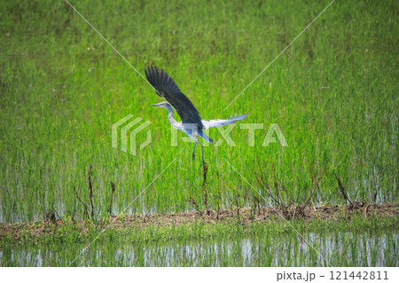 海老名の田園に飛翔するシラサギやアオサギたちの美しい姿 海老名の田園に飛翔するシラサギやアオサギたちの美しい姿 121442811