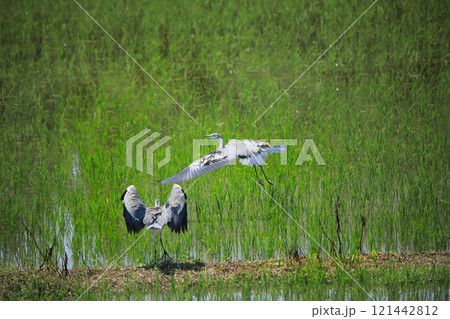 海老名の田園に飛翔するシラサギやアオサギたちの美しい姿 121442812