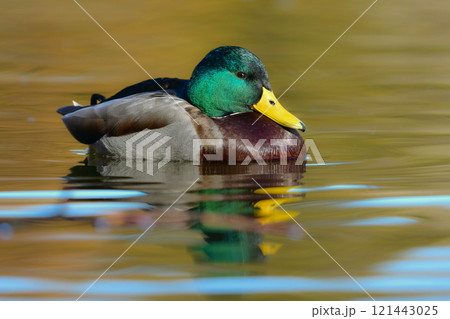 秋から冬に日本各地の公園に渡来する冬に見られる水辺の鳥、マガモ 121443025