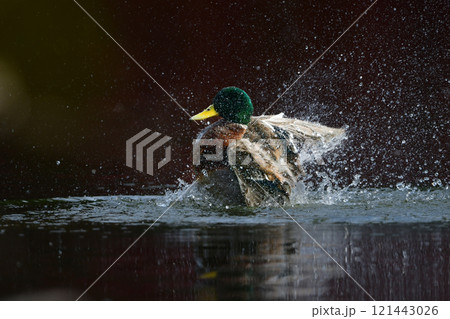 秋から冬に日本各地の公園に渡来する冬に見られる水辺の鳥、マガモ 秋から冬に日本各地の公園に渡来する冬に見られる水辺の鳥、マガモ 121443026
